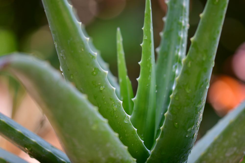 Aloe Vera - planten med magiske evner